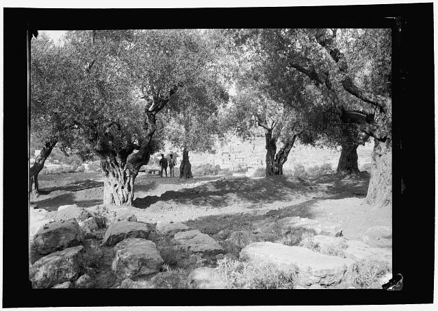 hebron.1929.common.grave