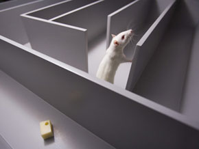 rat-in-maze