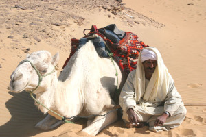 camel