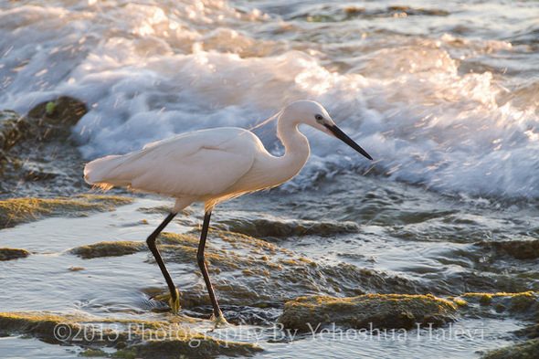 egret-sparks-web