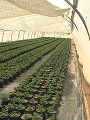 anita tucker's celery seedlings