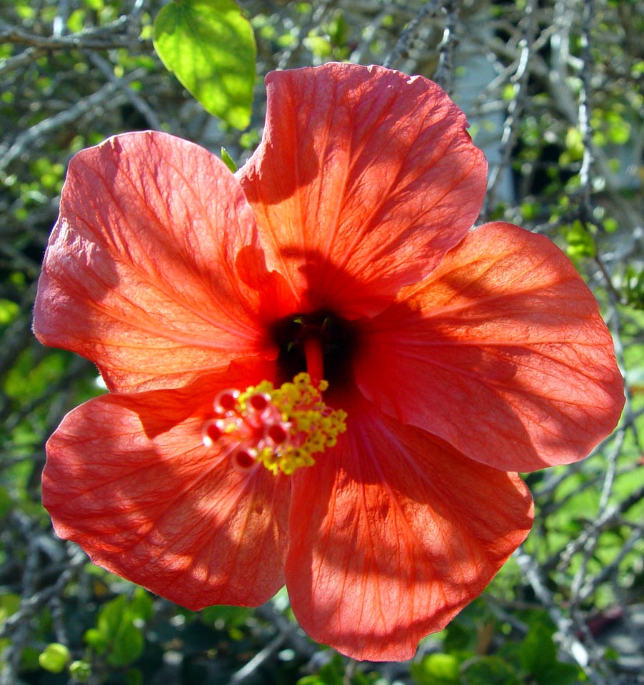 flower2Caption Text
