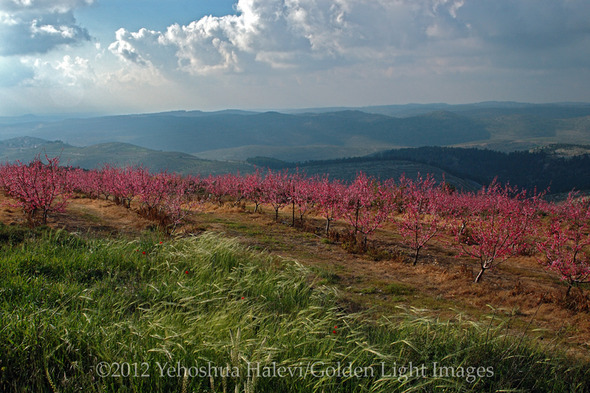 Bat Ayin Peach Orchard