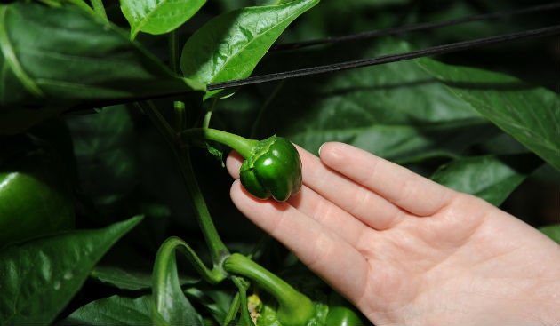 baby peppers in arava