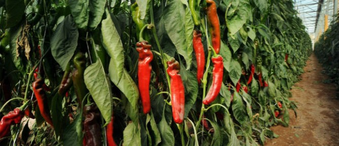 peppers in arava