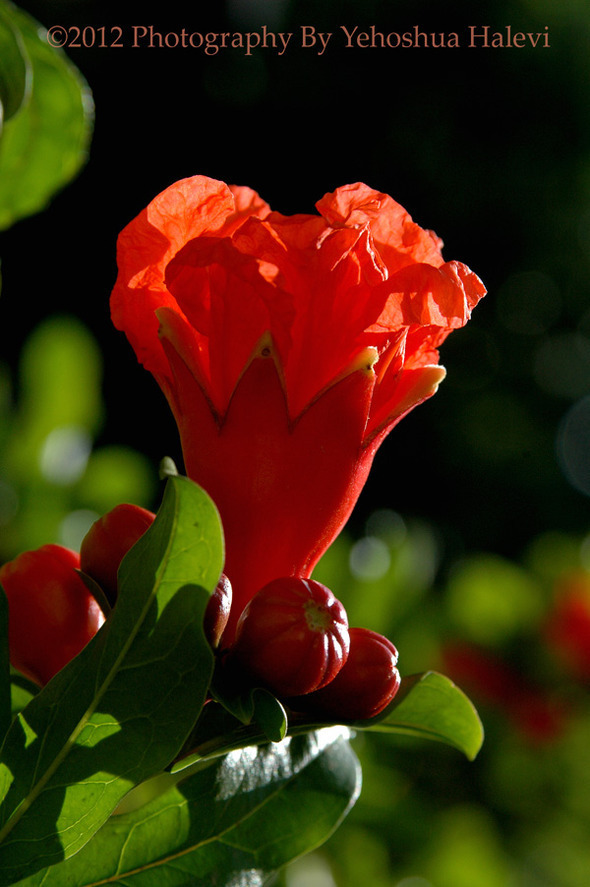 pomegranate flowering fruit