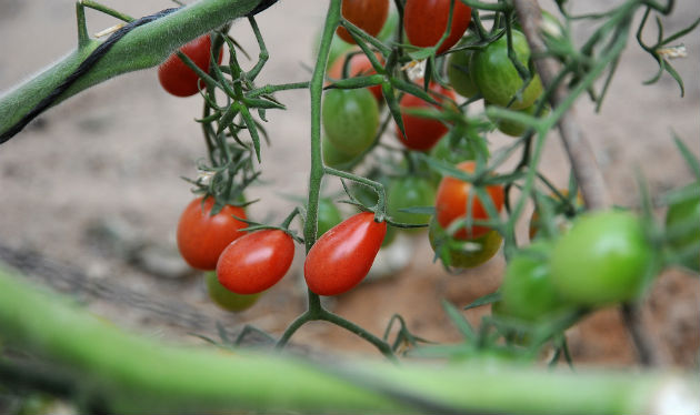 tomatoes