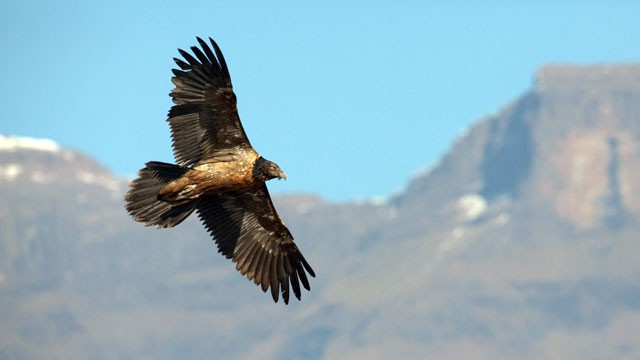 Israeli spy vulture
